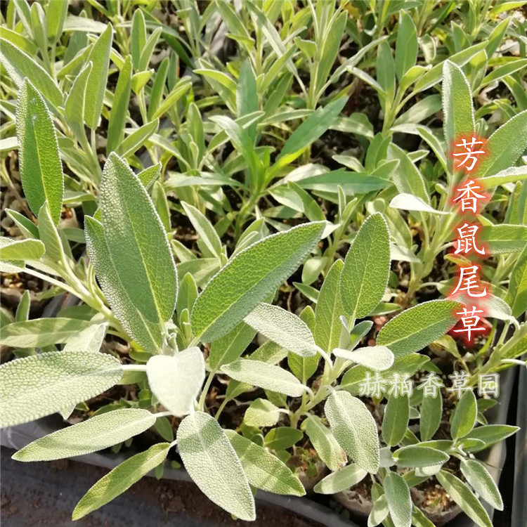 芳香鼠尾草苗苗_副本_副本