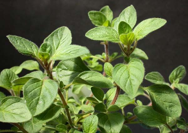 芳香植物牛至皮萨草的家庭种植小技巧_家庭香草园_香草生活_资讯_香草